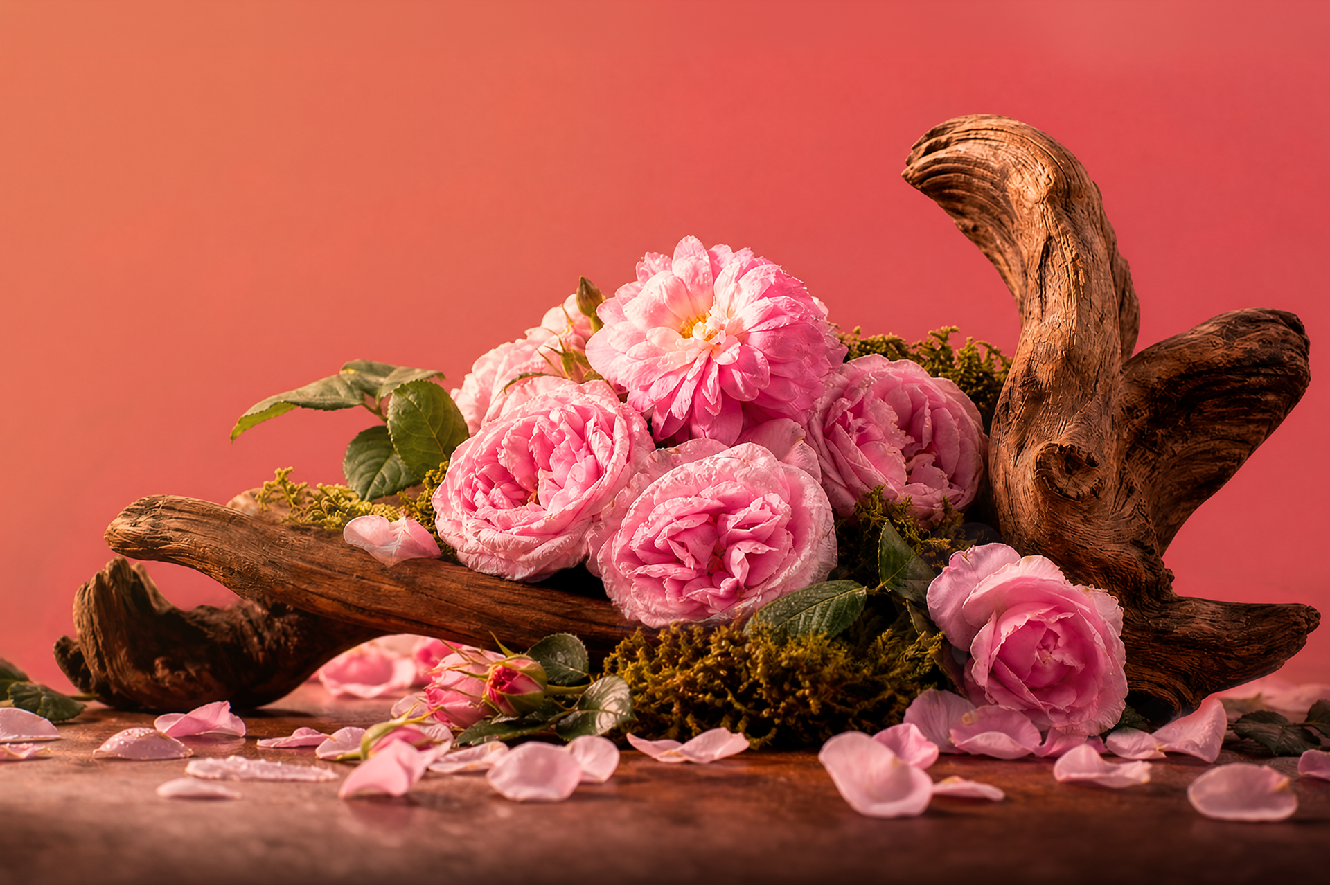 Grasse, la rose et l'émerveillement de la parfumerie